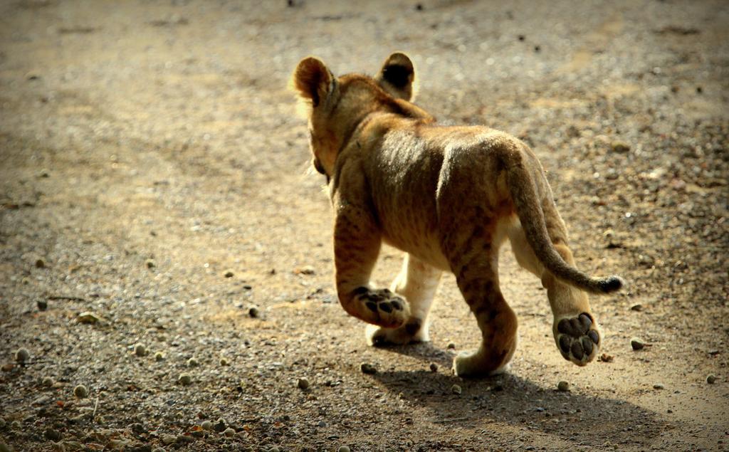ลีโอพาร์ด เมาน์เทน ซาฟารี ลอดจ์ Villa Manyoni Private Game Reserve ภายนอก รูปภาพ