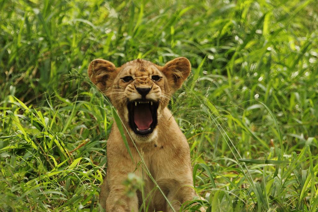 ลีโอพาร์ด เมาน์เทน ซาฟารี ลอดจ์ Villa Manyoni Private Game Reserve ภายนอก รูปภาพ