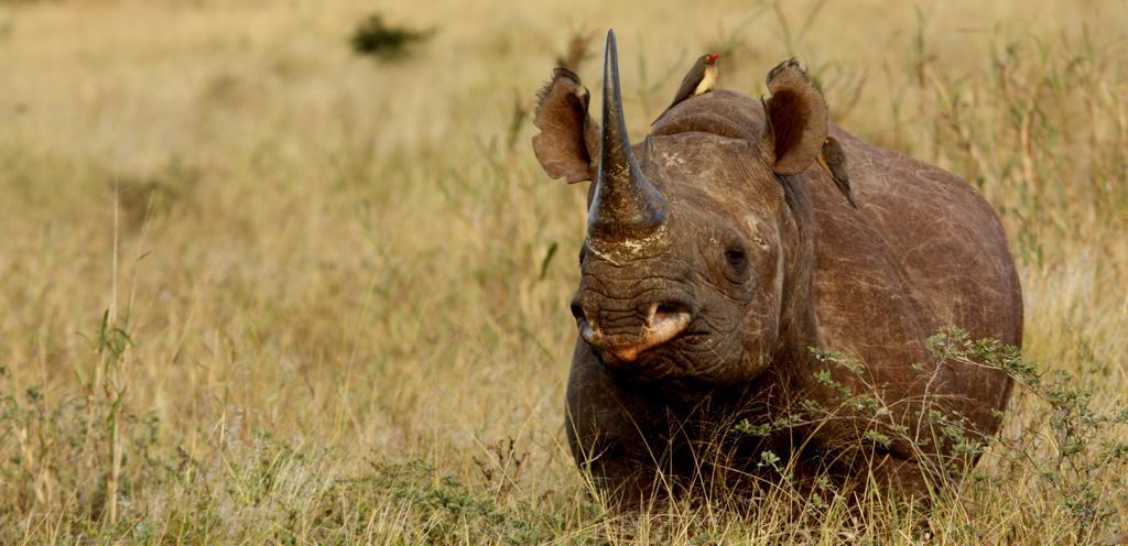ลีโอพาร์ด เมาน์เทน ซาฟารี ลอดจ์ Villa Manyoni Private Game Reserve ภายนอก รูปภาพ
