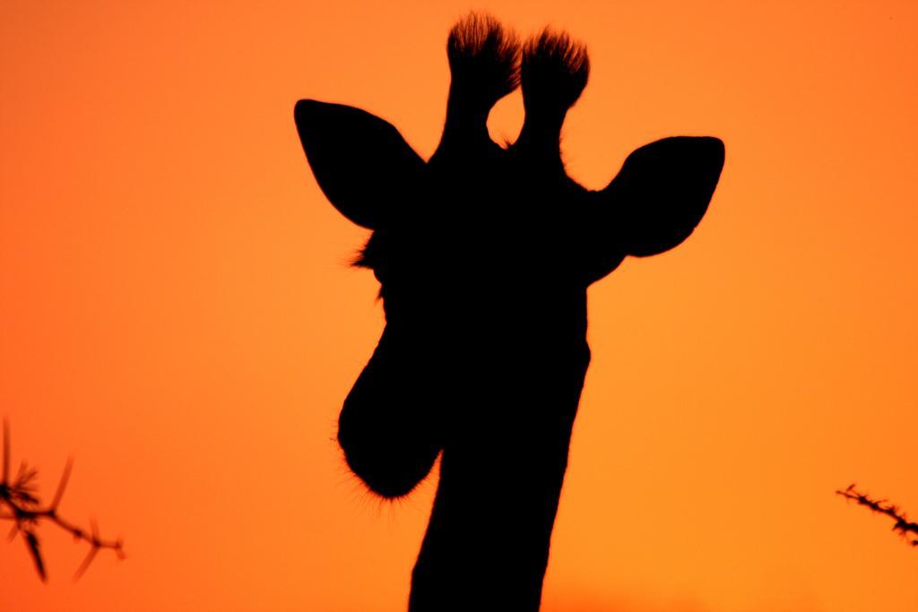 ลีโอพาร์ด เมาน์เทน ซาฟารี ลอดจ์ Villa Manyoni Private Game Reserve ภายนอก รูปภาพ