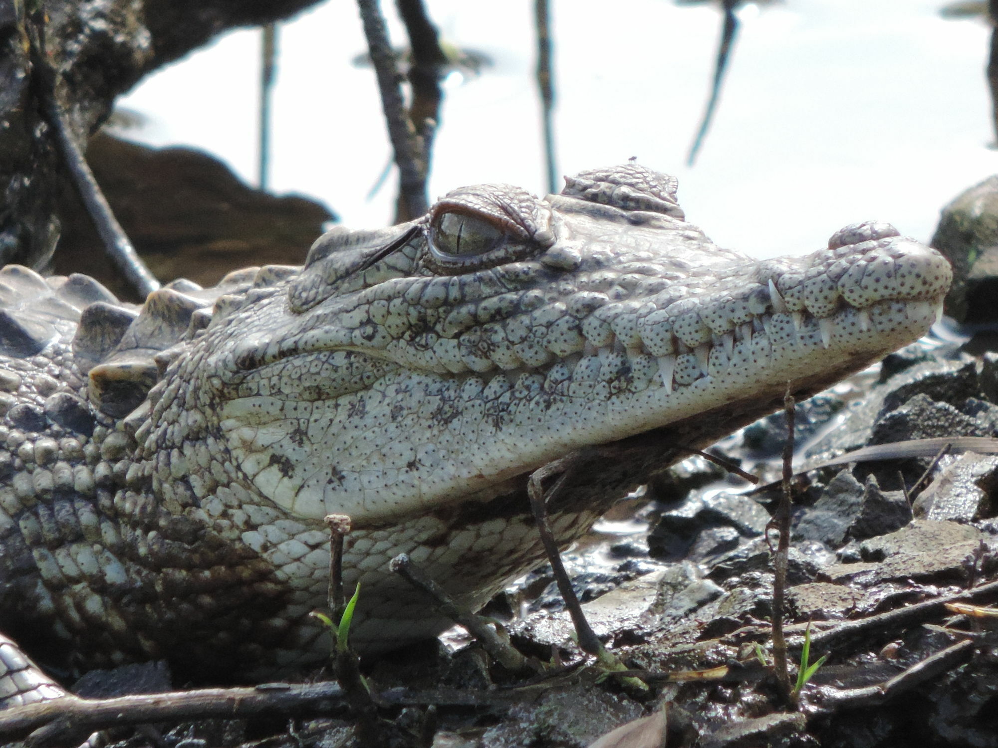ลีโอพาร์ด เมาน์เทน ซาฟารี ลอดจ์ Villa Manyoni Private Game Reserve ภายนอก รูปภาพ